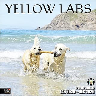 Yellow Labs 2026 Wall Calendar, 12" x 24"