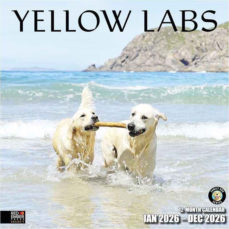 Yellow Labs 2026 Wall Calendar, 12" x 24"