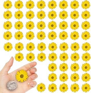 Yellow dried little daisy flowers for crafts, 60 pcs