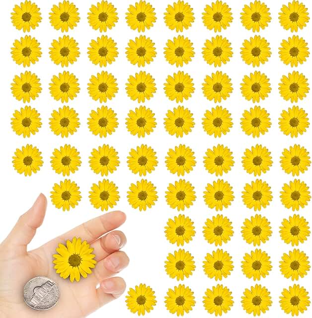 Yellow dried little daisy flowers for crafts, 60 pcs
