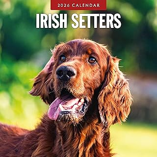 Irish Setter Monthly Wall Calendar for 2026