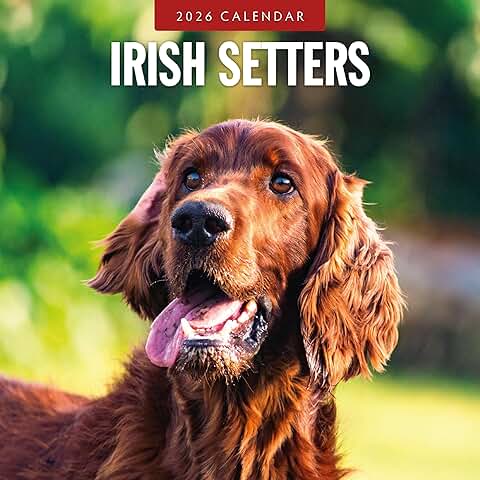 Irish Setter Monthly Wall Calendar for 2026