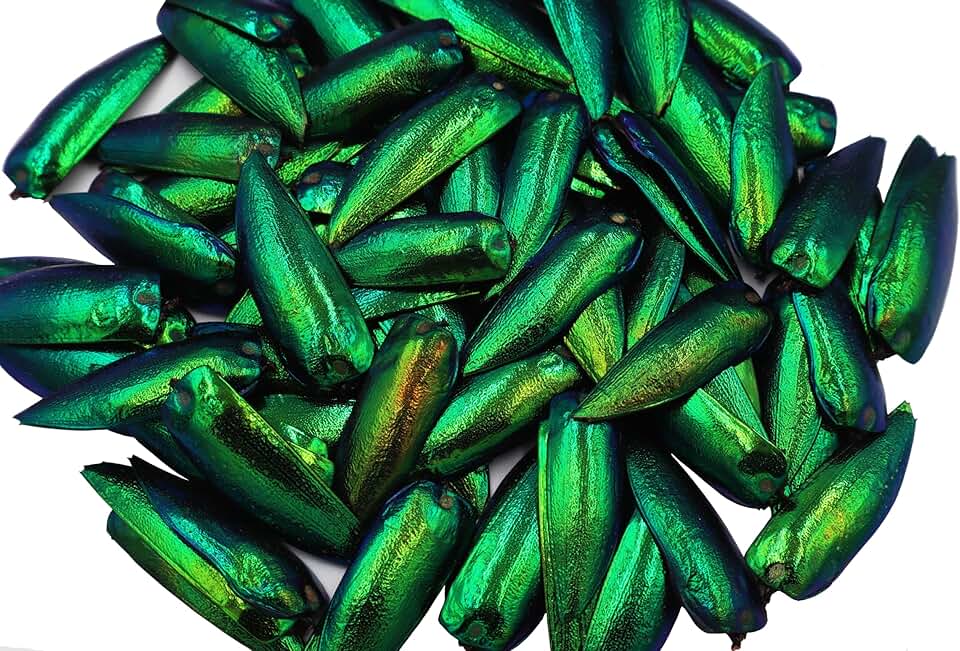200 Iridescent Green Beetle Elytra Wings for Crafts