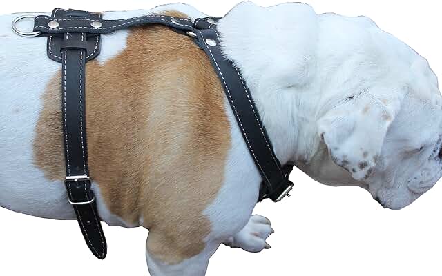 Genuine Leather Dog Harness for Large Breeds