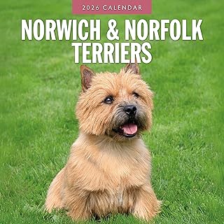 Norwich & Norfolk Terriers Monthly Wall Calendar 2026