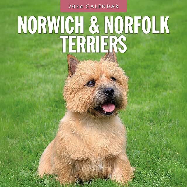 Norwich & Norfolk Terriers Monthly Wall Calendar 2026