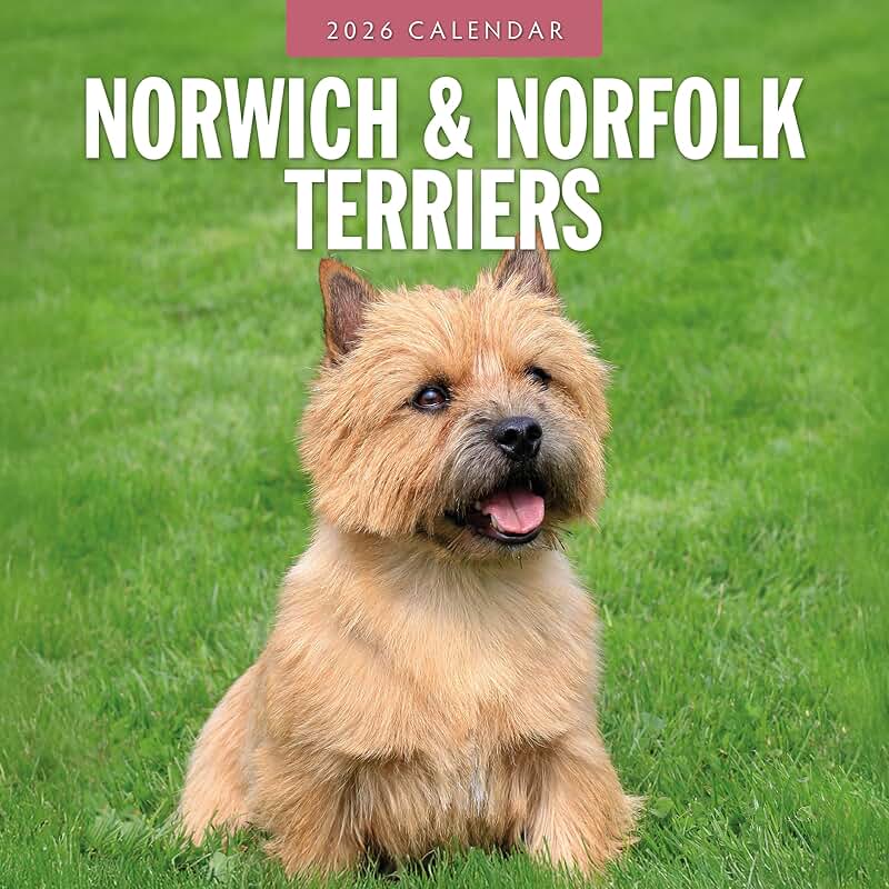 Norwich & Norfolk Terriers Monthly Wall Calendar 2026