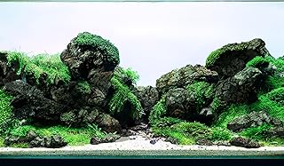 Black Icelandic Lava Stone Rocks for Aquariums and Terrariums