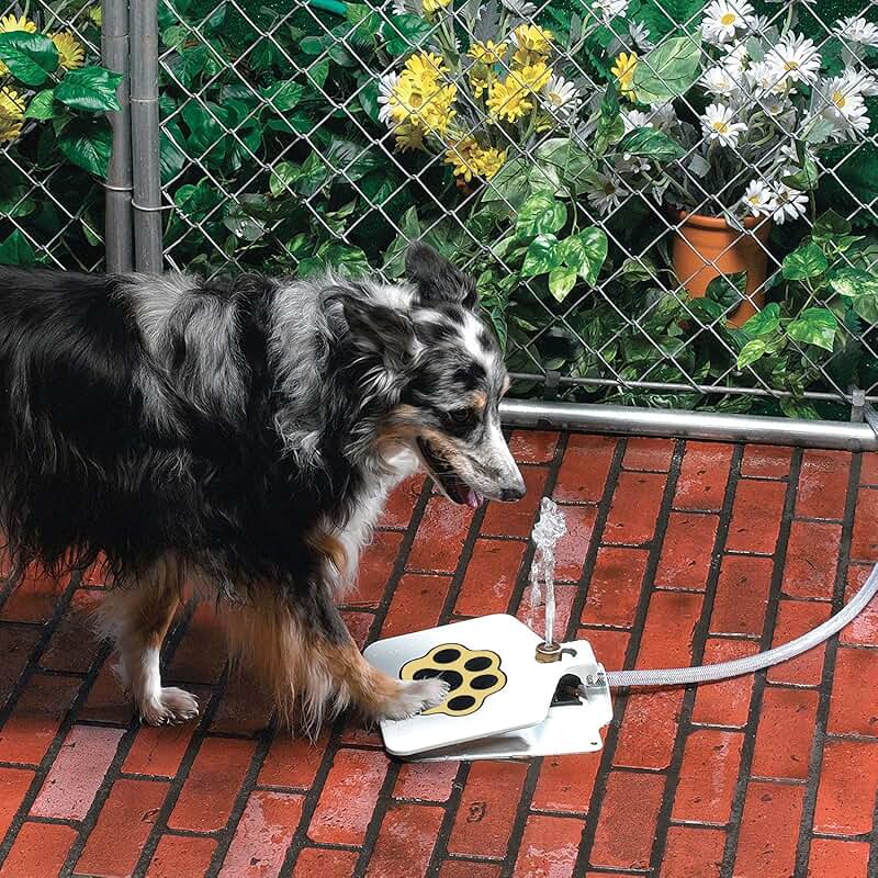 Outdoor Dog Water Fountain with Step-On and Hose