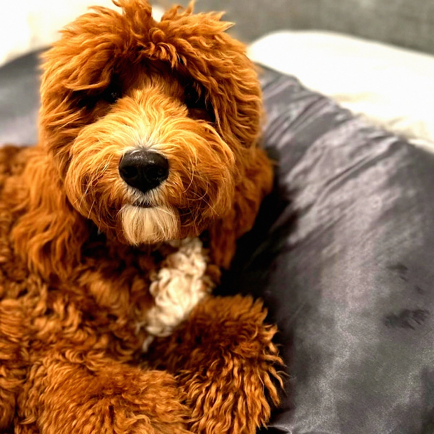 Charcoal Dream Pillowcase Set - 2 Pack | Soft & Breathable Pillow Covers | Luxury Bedding Accessories | Hypoallergenic Pillow Protectors