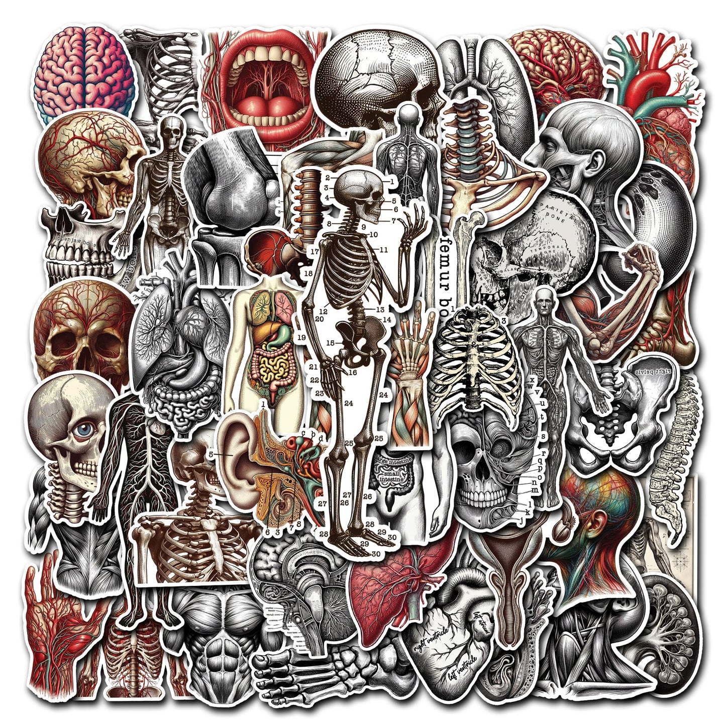 50 Vintage Skeleton Stickers for Kids and Teens
