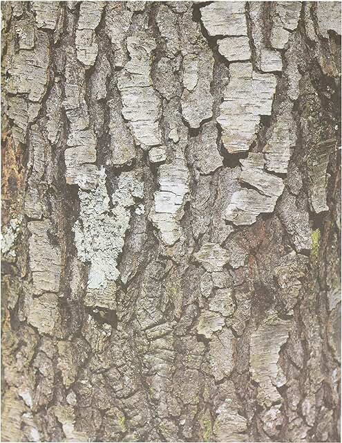 Terrific Tree Craft Paper, 32 Sheets