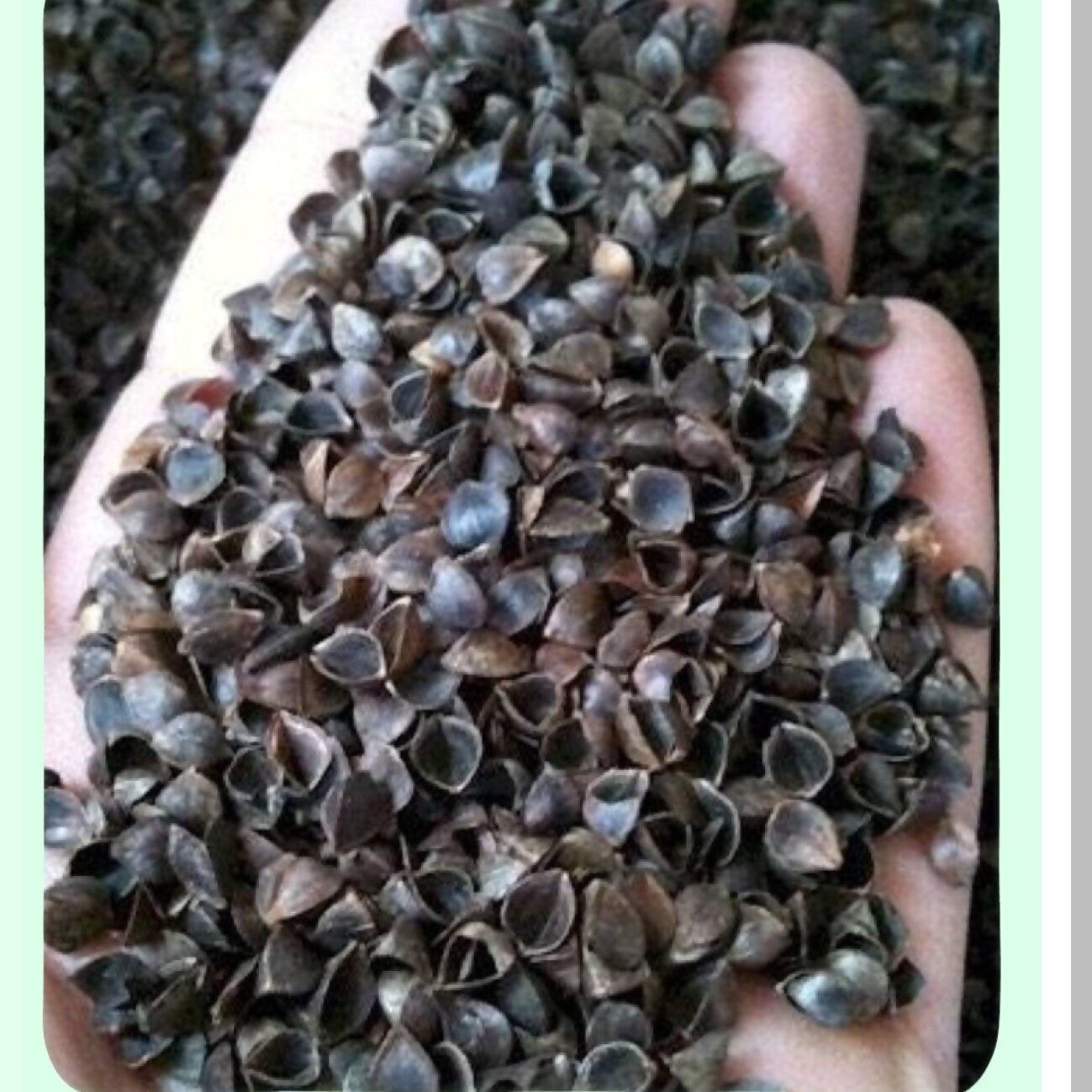 Lavender Support Pillow - Buckwheat Hulls for Neck Pain Relief - Natural Sleep Aid - 16 x 6 x 4 - Non-Toxic Lavender Buds - Relaxation Pillow