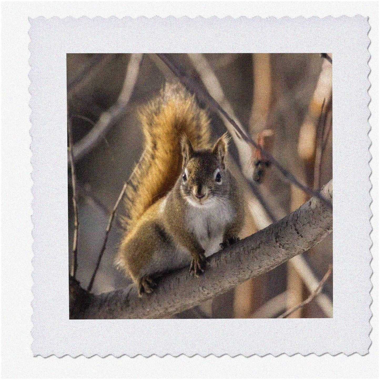 Fairbanks Red Squirrel Tree Quilt 10x10 Inch Square
