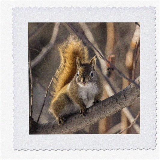 Fairbanks Red Squirrel Tree Quilt 10x10 Inch Square