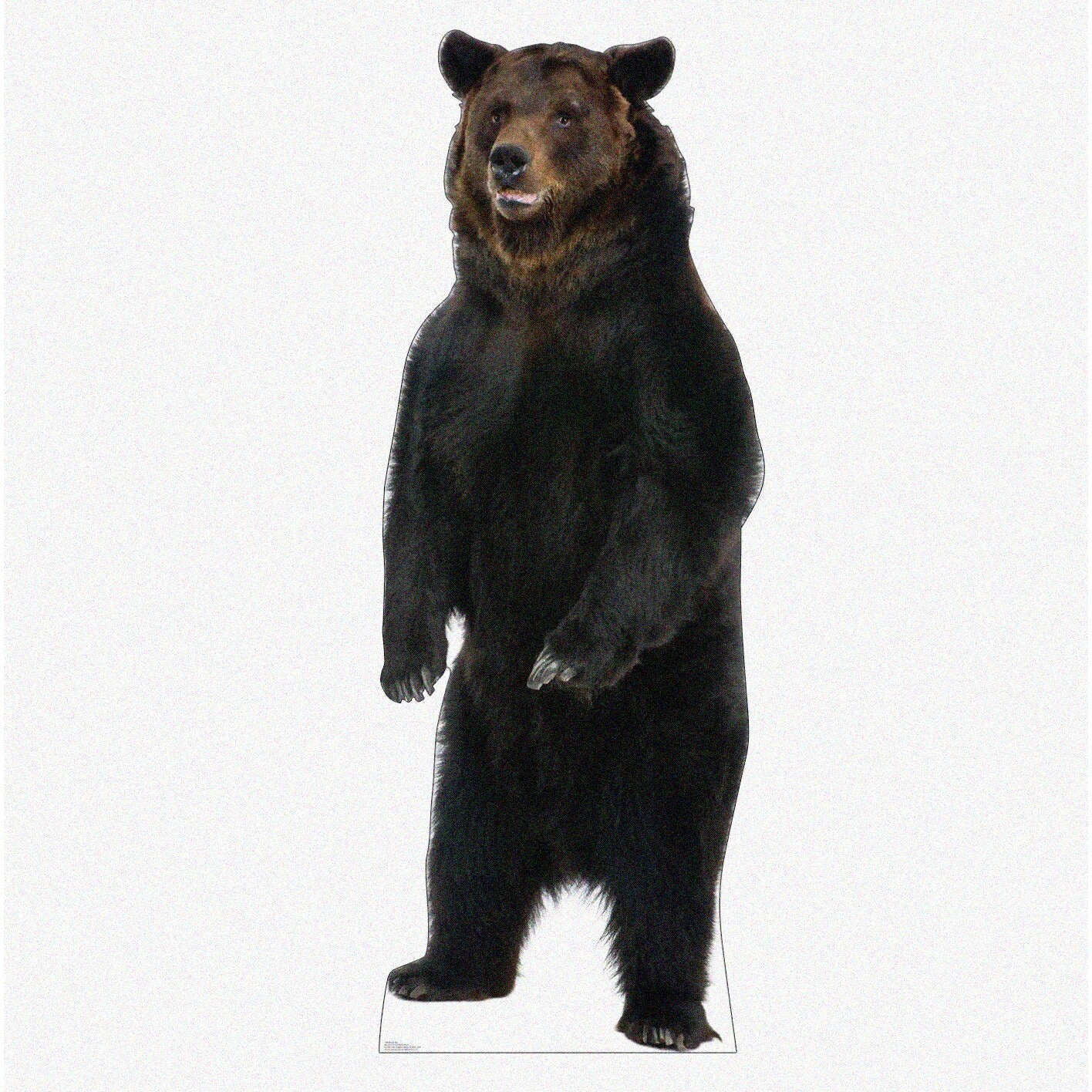 Wilderness Explorer Brown Bear Life Size Cutout