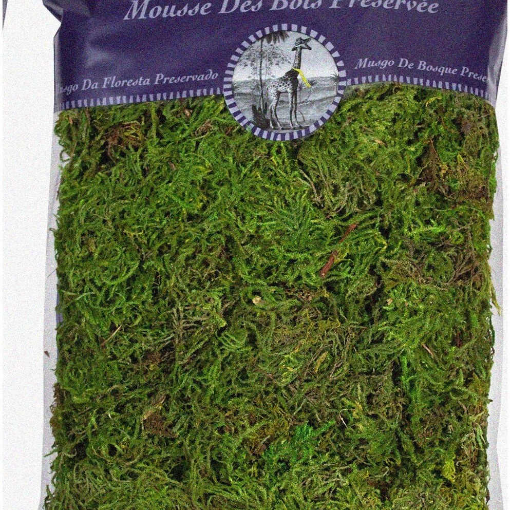 Preserved Green Moss for Terrariums 8oz
