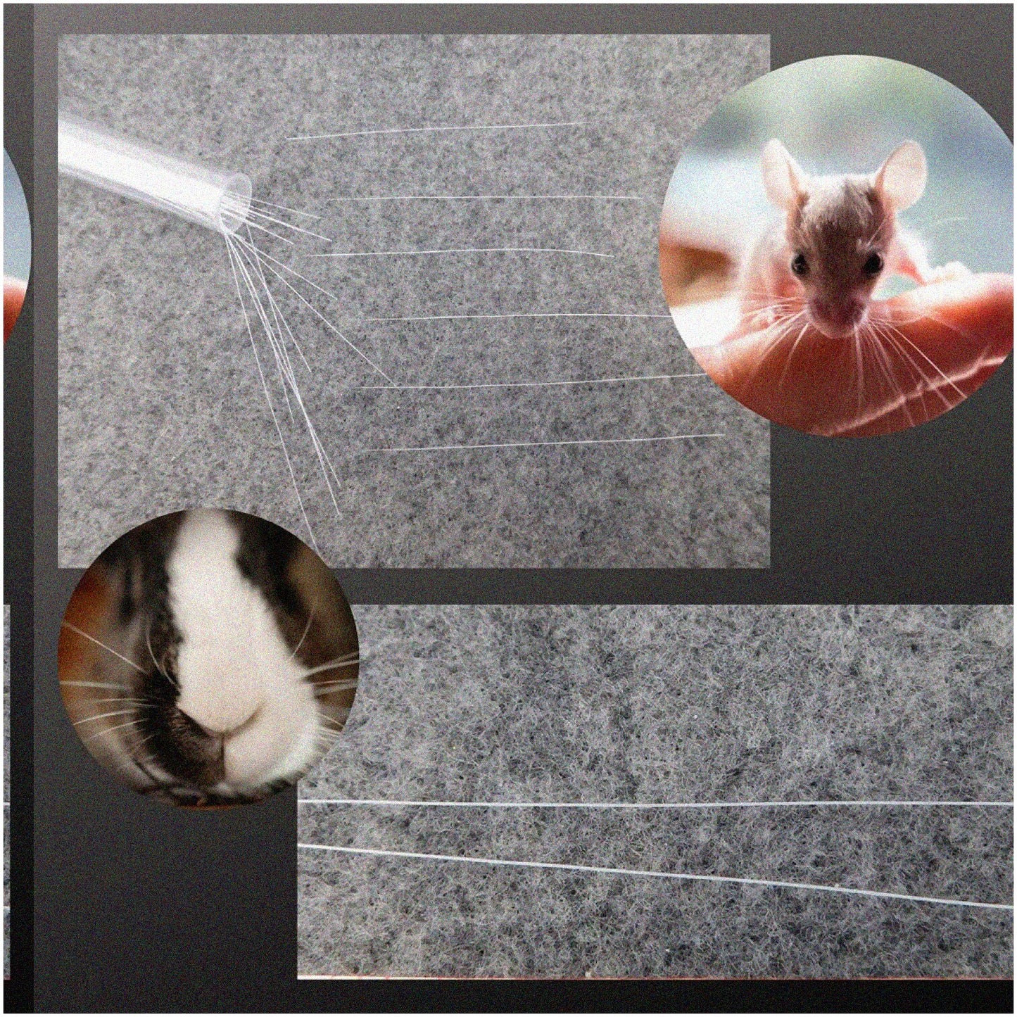50-Pack White Animal Whiskers for Crafting and DIY Projects