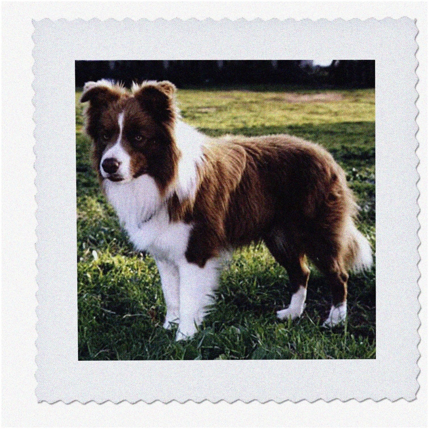 Collie Comfort Tan and White Quilt Square 10x10 Inch