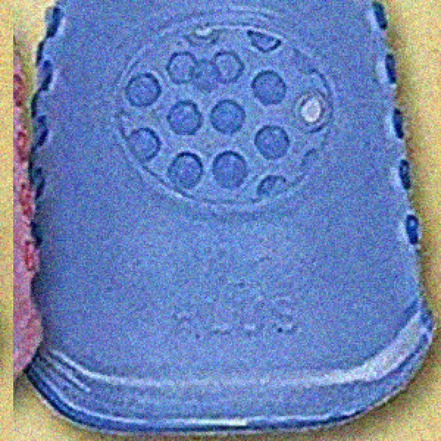 Rubber Grip Thimbles 2 Pack Large Blue